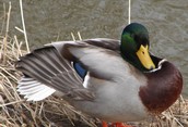 Mallard, Male